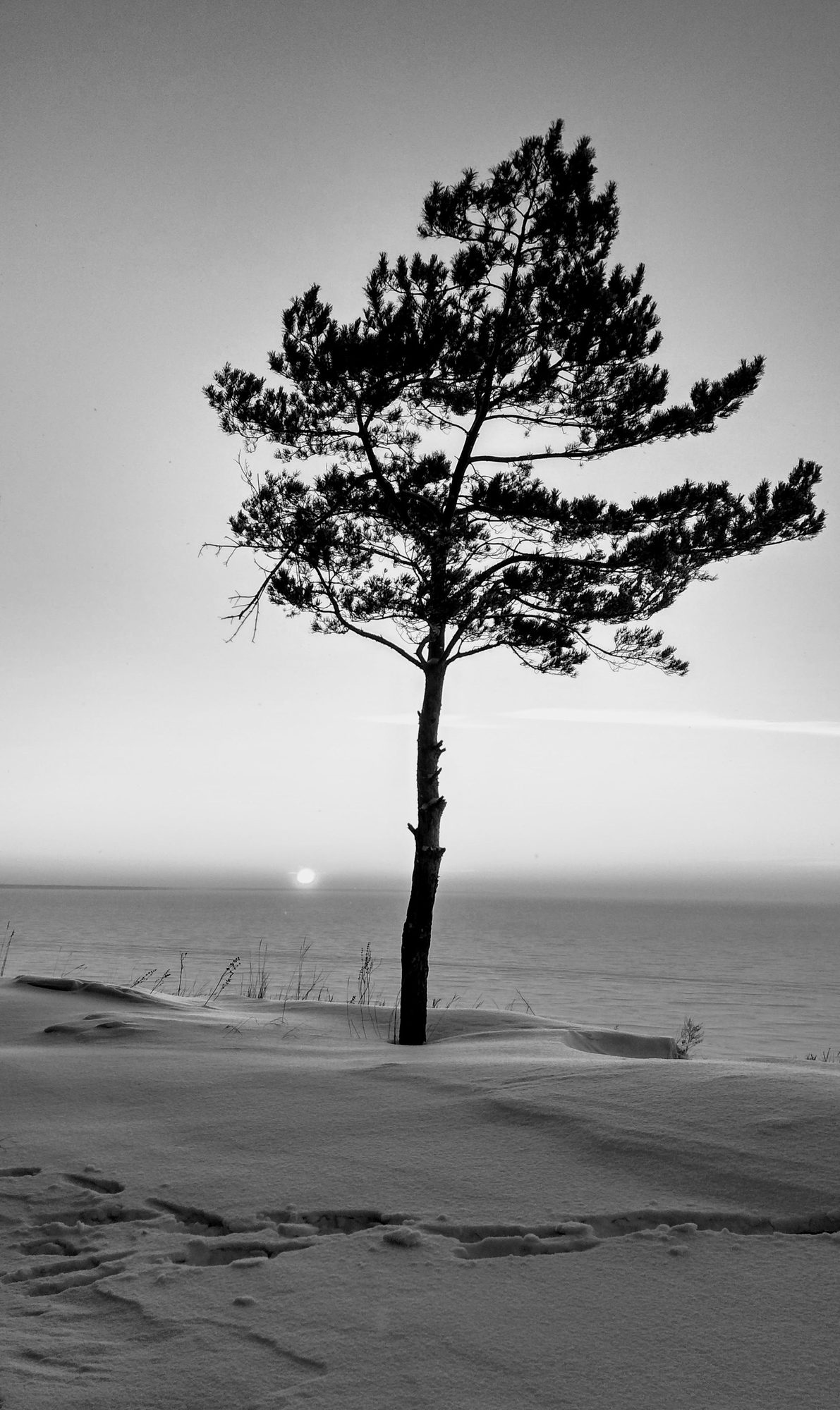 Black and white photograph of a lone pine on a beach